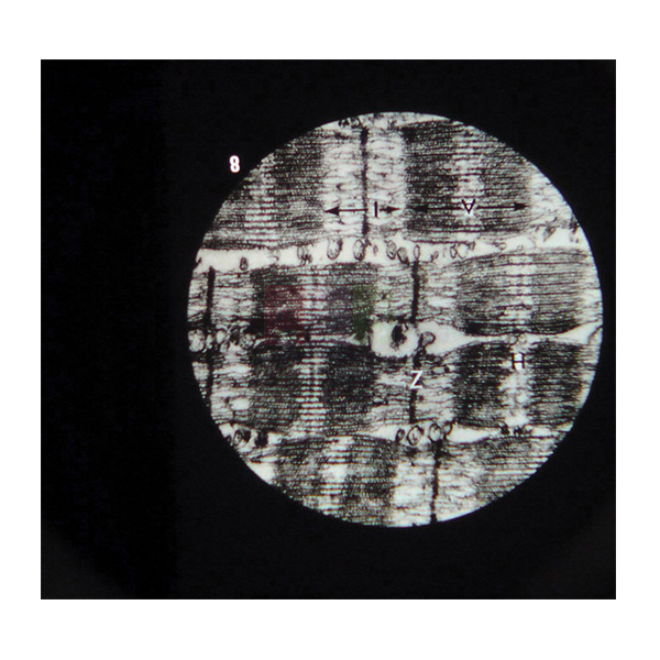 Microslide Ultra Structure of Animal Cells